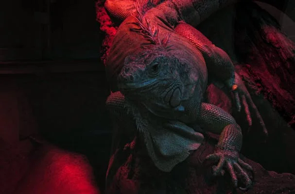 lizardbreath5678