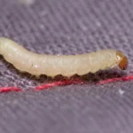 moth larvae vs maggots