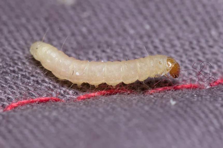 moth larvae vs maggots